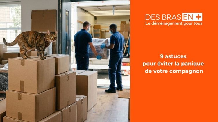 Une vue de l'intérieur d'une maison pendant le chargement d'un camion de déménagement, avec un chat tigré perché au sommet d'une pile de cartons.